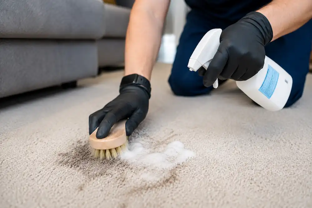 Technician of Coastal Clean removing deep carpet stains and odours using a cleaning brush and spray treatment in a residential property in Penwortham